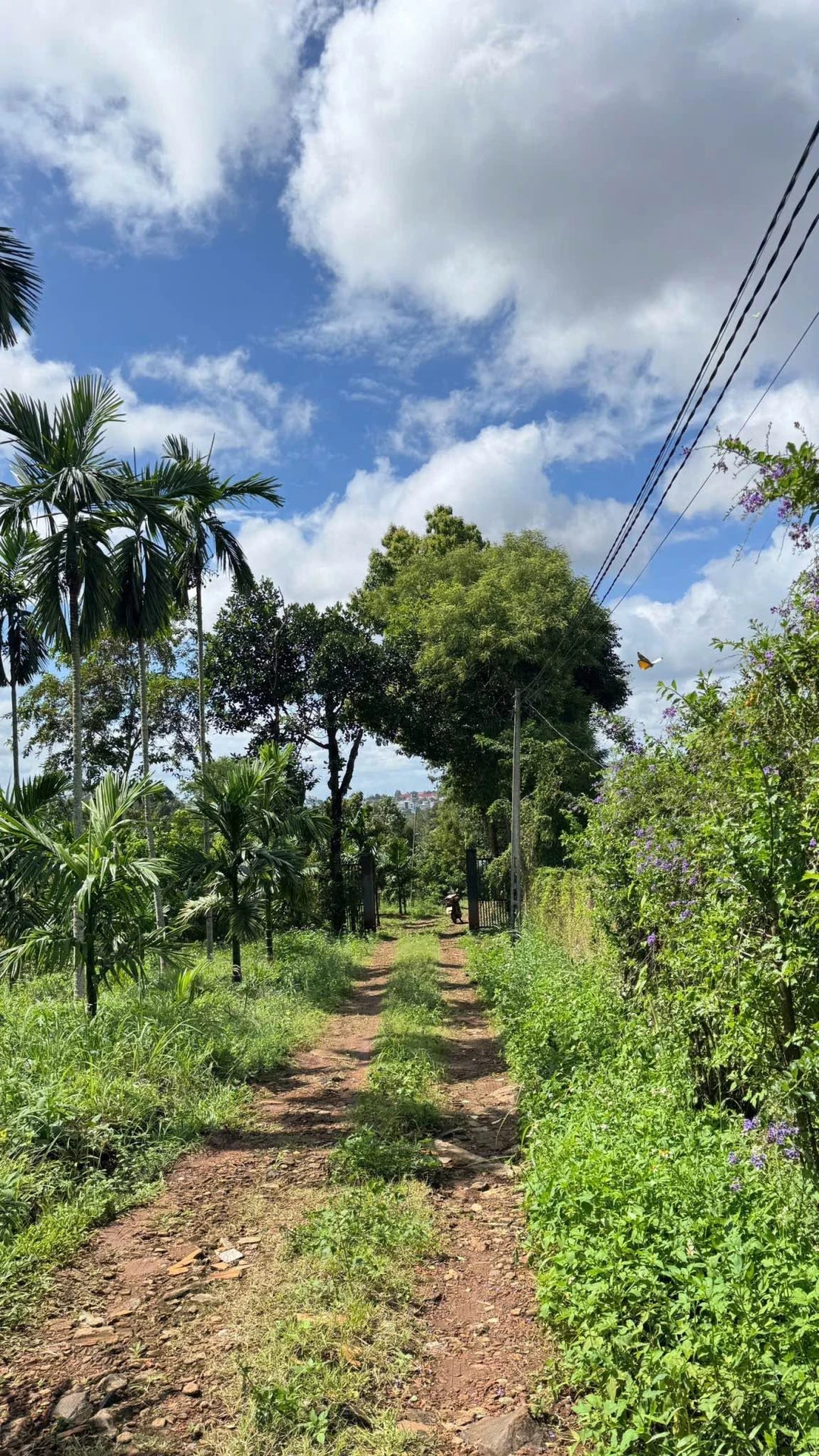 Bán đất 5000m² Trần Quý Cáp view hồ EaTam 7 tỷ 5 - Ảnh 1