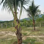 Bán lô đất vườn 1500m2 giáp suối Khánh Hòa - Ảnh thu nhỏ 4