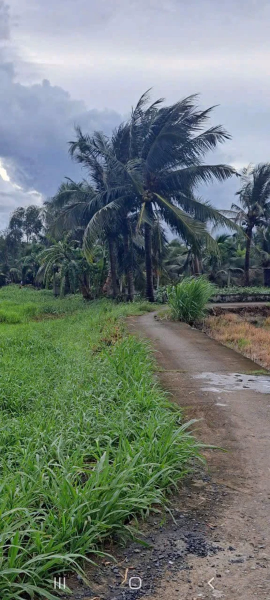 Bán 2 công đất vườn 2 mặt tiền Lợi Bình Nhơn, Tân An 2000m² - Ảnh thu nhỏ 3