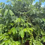 Bán nhanh vườn cà phê 2 hecta, sản lượng 8-9 tấn, Gia Lai - Ảnh thu nhỏ 1