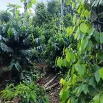 Bán 9 hecta đất vườn cà phê, tiêu tại Lâm Đồng - Ảnh thu nhỏ 4