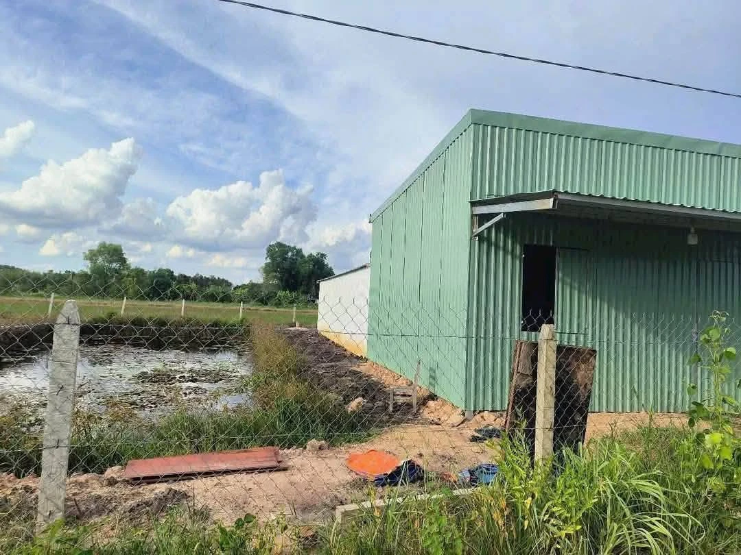 Bán lô đất vườn Phú An 1.156m2, giá 2 tỷ - Ảnh thu nhỏ 5