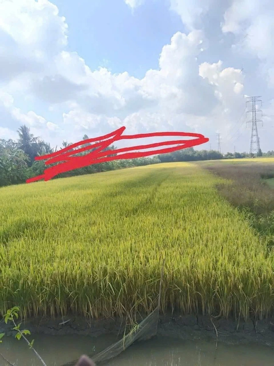 Bán đất mặt tiền 6.500 m² tại Cần Thơ, giá 90 triệu/1000m² - Ảnh 1