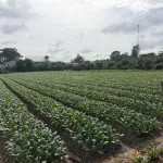 Bán đất cây lâu năm tại Cồn Bà Hoà Xã Bình Thạnh Huyện Châu Thành AG - Ảnh thu nhỏ 18