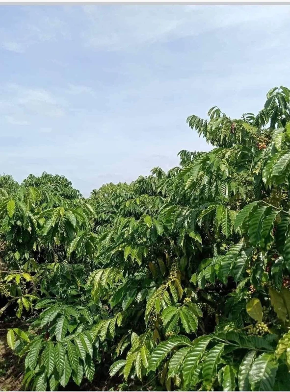 Bán 1 hecta đất phê kinh doanh Ea Khánh 1,7 tỷ