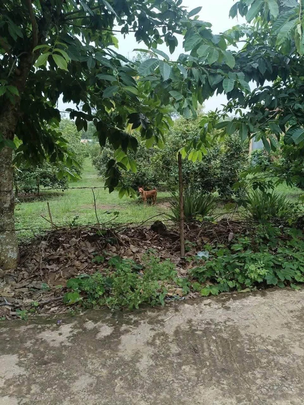 Bán đất 15x100m ở Tân Thành Đồng Xoài giá 1,2 tỷ