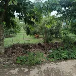 Bán đất 15x100m ở Tân Thành Đồng Xoài giá 1,2 tỷ - Ảnh thu nhỏ 1