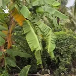 Bán đất thổ cư 126m2 Tân Trụ 259 triệu - Ảnh thu nhỏ 5