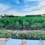 Bán đất 4.200m² Tây Ninh, giá 3 tỷ 900 triệu - Ảnh thu nhỏ 4