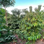 Bán đất Dakmil, Đắk Nông 2,2 m² giá 3 tỷ - Ảnh thu nhỏ 2