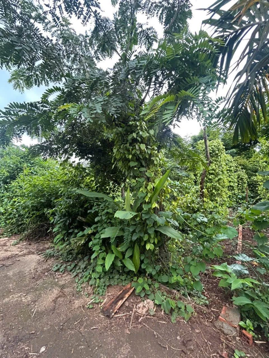 Bán đất thổ cư 10x33m hẻm Mậu Thân, gần chợ đầu mối, Phường Tân An, giá 1,85 tỷ - Ảnh thu nhỏ 3