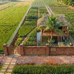 Bán đất vườn 1200m² Ấp 3 Tân Thành Thủ Thừa - Ảnh thu nhỏ 4