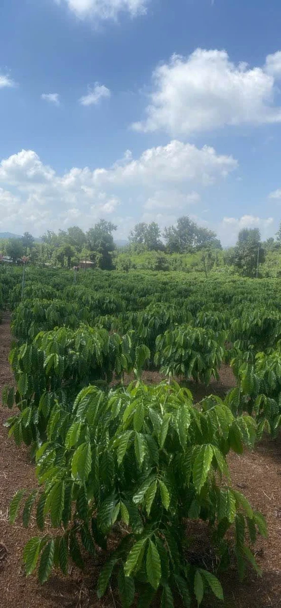 Bán đất cà phê 6.200m² Hòa Khánh, Buôn Ma Thuột - Ảnh 1