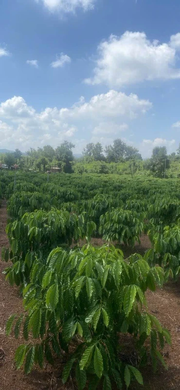 Bán đất cà phê 6.200m² Hòa Khánh, Buôn Ma Thuột