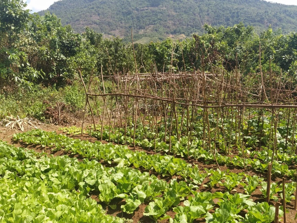 Nhà vườn siêu đẹp, nở hậu, mặt tiền đường Quốc Lộ 20 nối SG - Đà Lạt (Đạ Huoai - Lâm Đồng) - Ảnh thu nhỏ 5