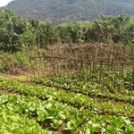 Nhà vườn siêu đẹp, nở hậu, mặt tiền đường Quốc Lộ 20 nối SG - Đà Lạt (Đạ Huoai - Lâm Đồng) - Ảnh thu nhỏ 5