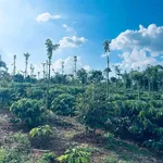 Bán 1,4 ha rẫy cà phê Đắk Lắk gần Hồ Ea Nhái - Ảnh thu nhỏ 4