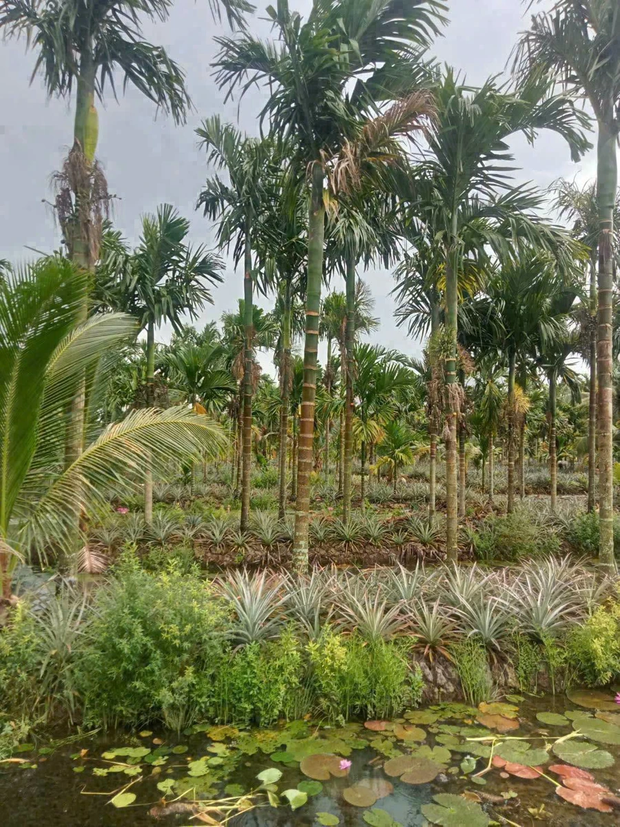 Bán 9.9 công đất rẫy Cau Dừa Khóm, 1 tỷ 200 triệu - Ảnh thu nhỏ 5
