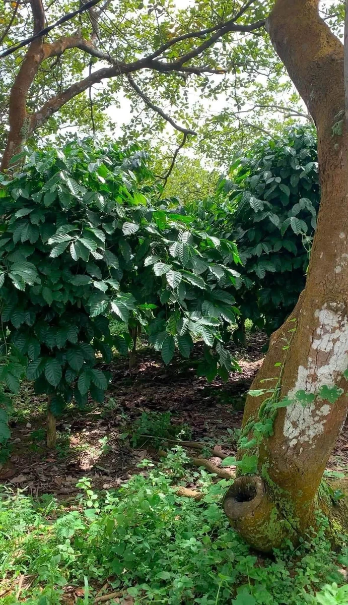 Bán 2ha đất nông nghiệp Phú Trung, Bình Phước, giá 1 tỷ 450/ha - Ảnh thu nhỏ 2