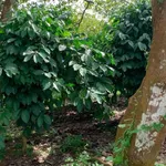 Bán 2ha đất nông nghiệp Phú Trung, Bình Phước, giá 1 tỷ 450/ha - Ảnh thu nhỏ 2