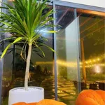 Bán villa nhà vườn 1800m2 Hàm Liêm Bình Thuận - Ảnh thu nhỏ 4