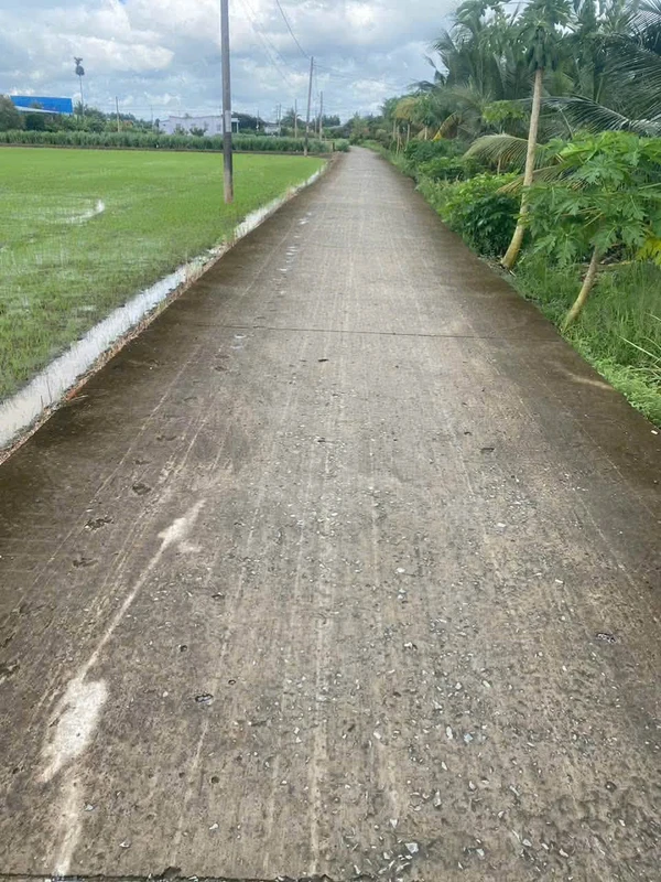 Bán đất lúa trồng dừa 1123m² mặt tiền Trần Văn Rĩ, Bình Trinh Đông, Tân Trụ, Long An - 820 triệu