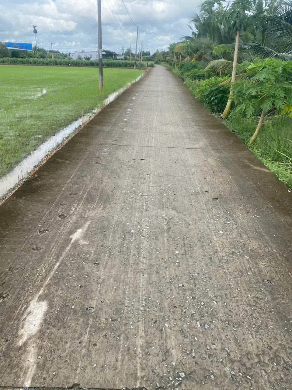 Bán đất lúa trồng dừa 1123m² mặt tiền Trần Văn Rĩ, Bình Trinh Đông, Tân Trụ, Long An - 820 triệu - Ảnh 1