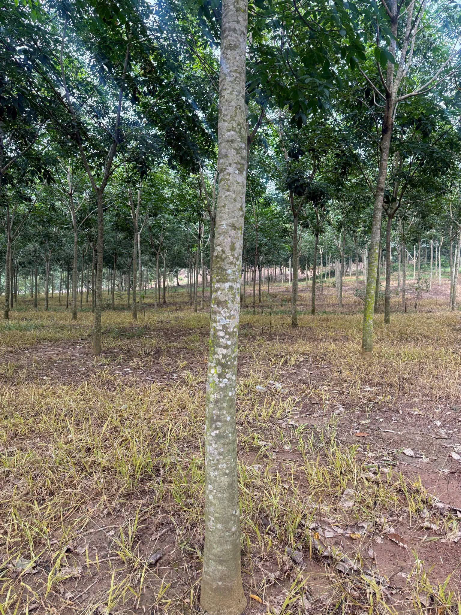 Bán đất cao su 3 ha mặt tiền trên 200m, Tân Thành, Bình Phước - Ảnh thu nhỏ 3