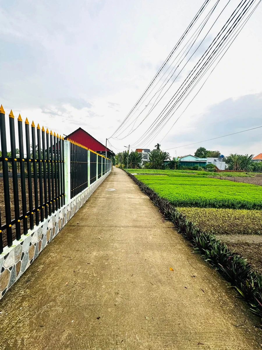 Bán 3700m² đất lúa Phước Hậu Cần Giuộc - Ảnh 1