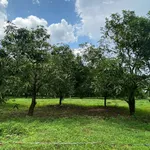 Bán đất vườn 2.385m² La Ngà, 445 triệu/1.000m² - Ảnh thu nhỏ 2