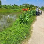 Bán đất thổ 100% 275m² Bình Hòa Bắc Đức Huệ 450 triệu - Ảnh thu nhỏ 2