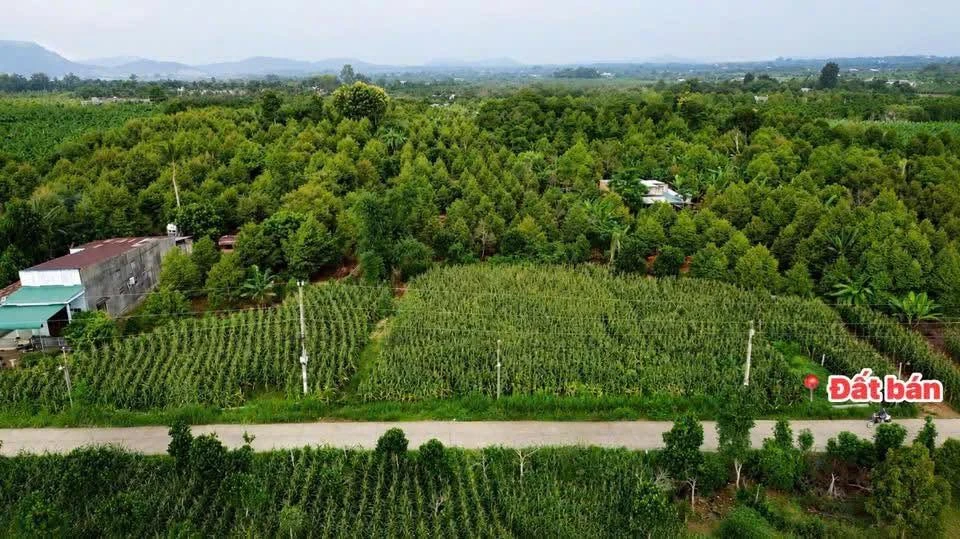 Bán đất Đồng Nai 115m2 giá 299 triệu - Ảnh thu nhỏ 5