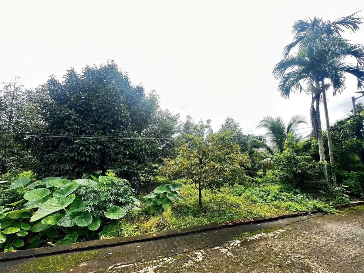 Bán đất Châu Đức 13.000m2 (200m thổ cư) 22 tỷ - Ảnh thu nhỏ 2