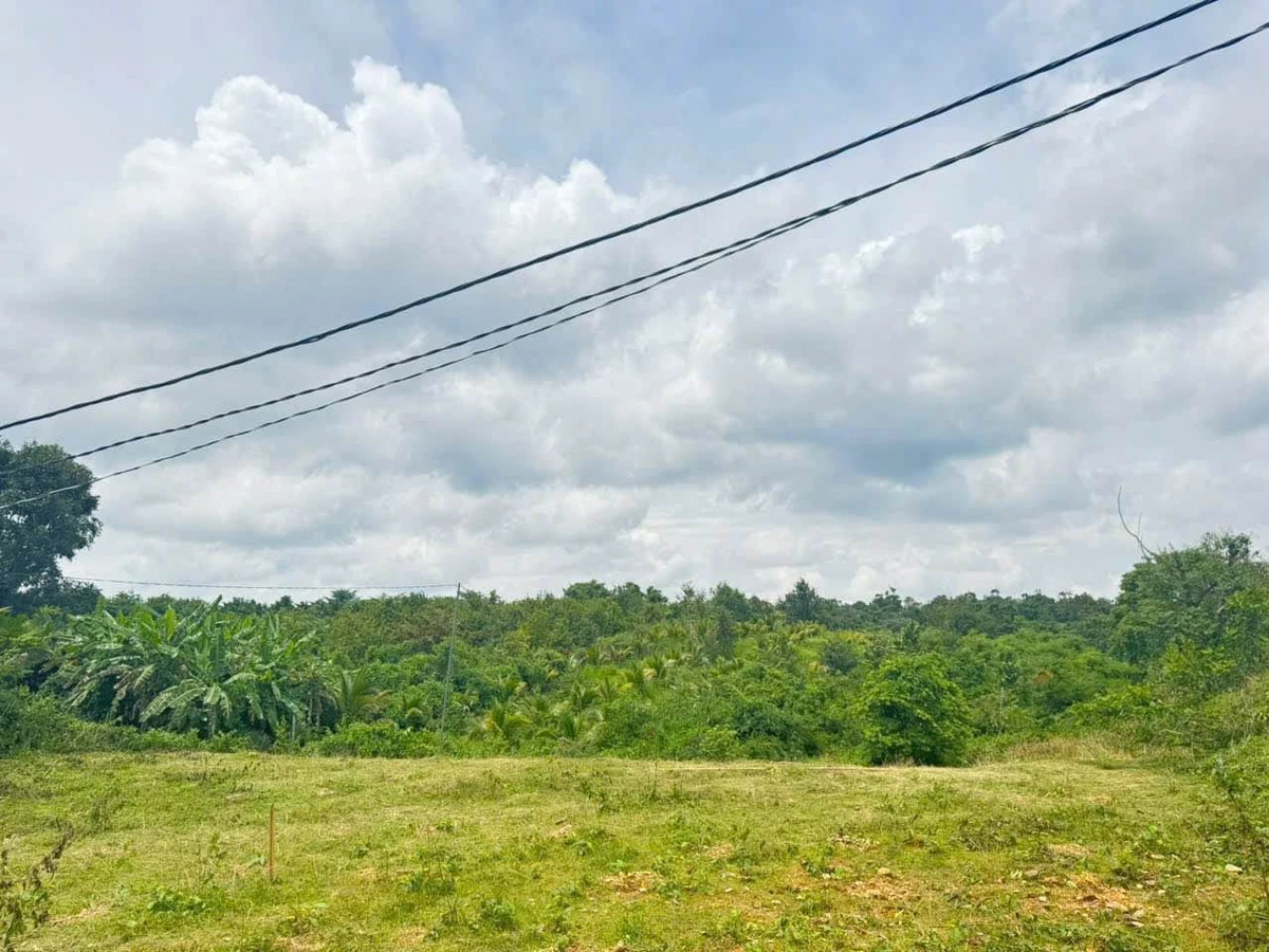Bán 2 ha đất nông nghiệp đường 19/5, Bình Dương - Ảnh thu nhỏ 4