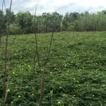 Bán đất vườn 20.000m² giáp suối Đồng Nai, 3 tỷ 900 triệu - Ảnh thu nhỏ 4