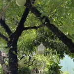 Bán biệt thự 173m2 gần chợ Thanh Xuân, Cao Đẵng Điện Lực - Ảnh thu nhỏ 5