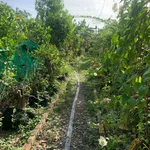 Bán khu nghỉ dưỡng 2.724m2 view sông cách Cái Chanh 1km, giá 2 tỷ 950 - Ảnh thu nhỏ 5