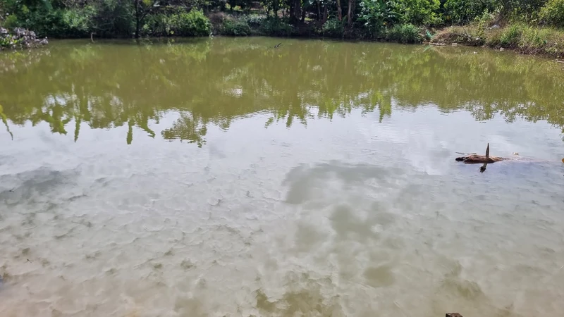 Bán đất 4,6ha cà phê sầu riêng Bù Đăng Đồng Nai