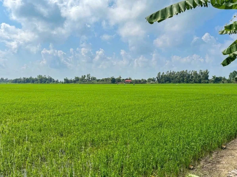 Bán 6 công đất ruộng mặt tiền kênh An Châu, An Giang