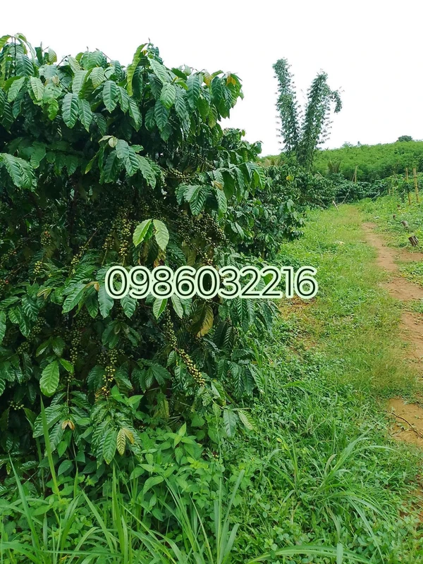 Bán đất 1,58 ha Thôn 7 Đăk Hạ Đắk Nông
