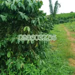 Bán đất 1,58 ha Thôn 7 Đăk Hạ Đắk Nông - Ảnh thu nhỏ 1