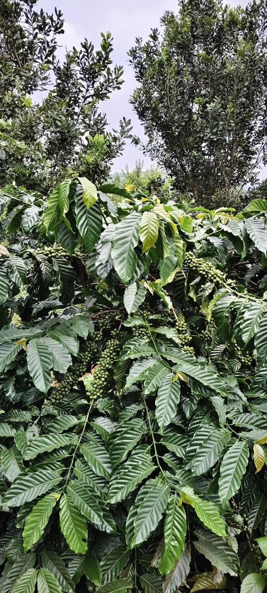 Bán lô vườn 3,8 ha cà phê macca tiêu Tuy Đức Lâm Đồng - Ảnh thu nhỏ 2