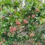 Bán đất cao su 1,5 ha Phú Riêng, giá 1 tỷ 650 - Ảnh thu nhỏ 1