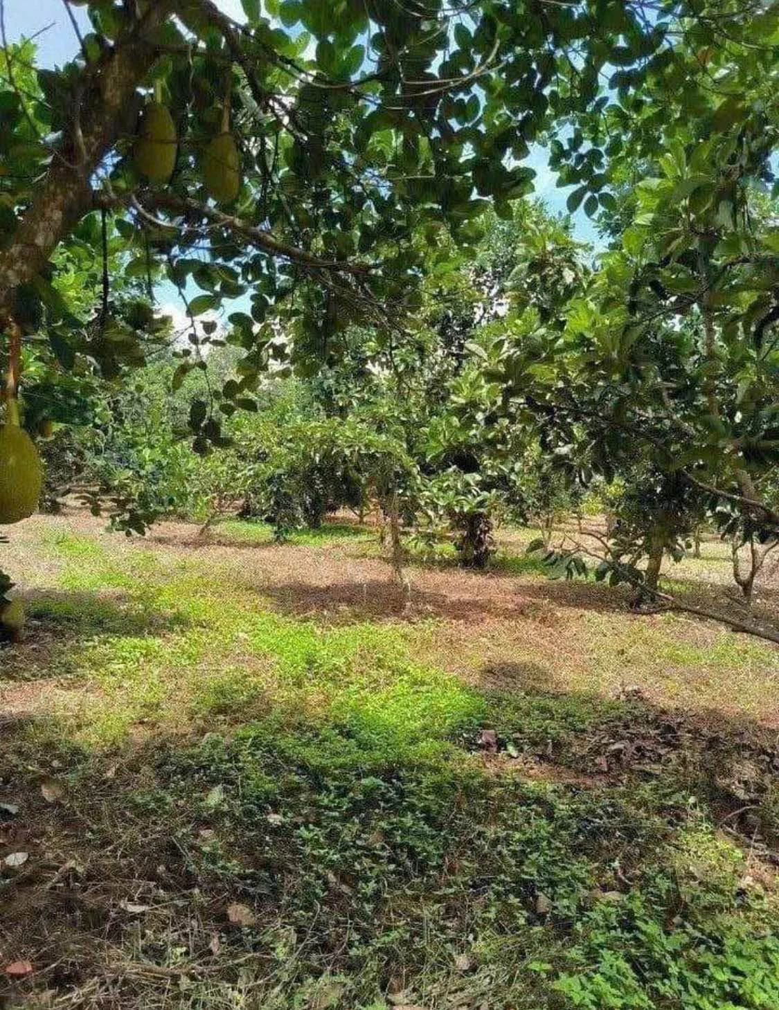 Bán đất 500m² đường Lê A Đồng Nai 8xx triệu - Ảnh 1