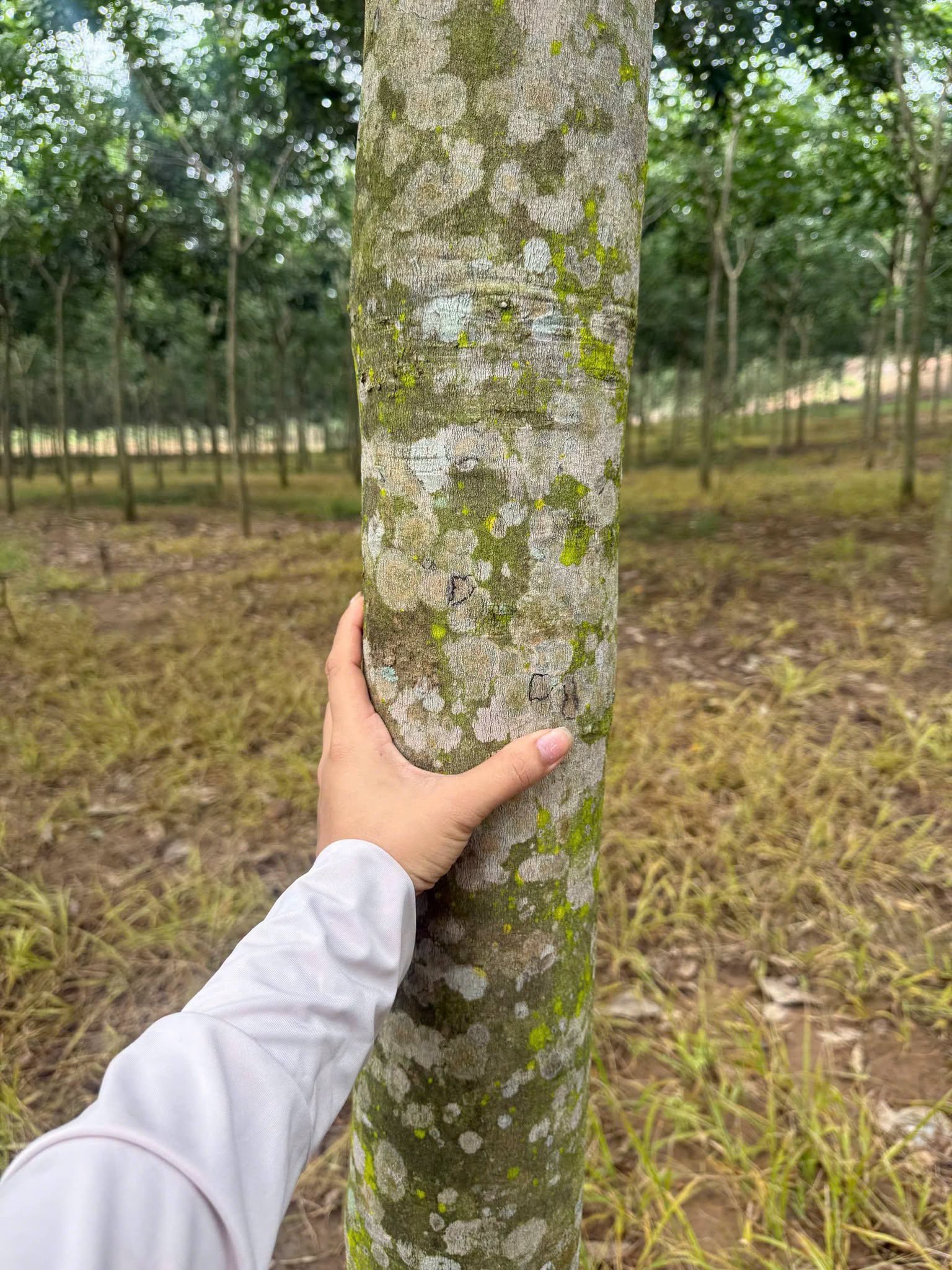 Bán đất cao su 3 ha mặt tiền trên 200m, Tân Thành, Bình Phước