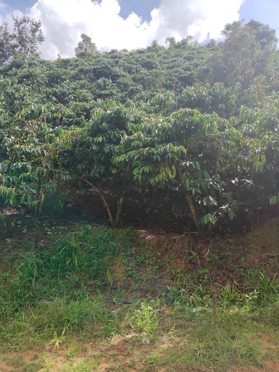 Bán vườn cà phê khoảng 3,5 ha đất nông nghiệp tại Đam Rông, Lâm Đồng giá 2,29 tỷ - Ảnh 1