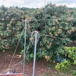 Bán vườn nhãn 4,3 mẫu, 600m2 thổ cư, 3 mặt tiền, giá 25 tỷ tại Cẩm Mỹ, Đồng Nai - Ảnh thu nhỏ 1