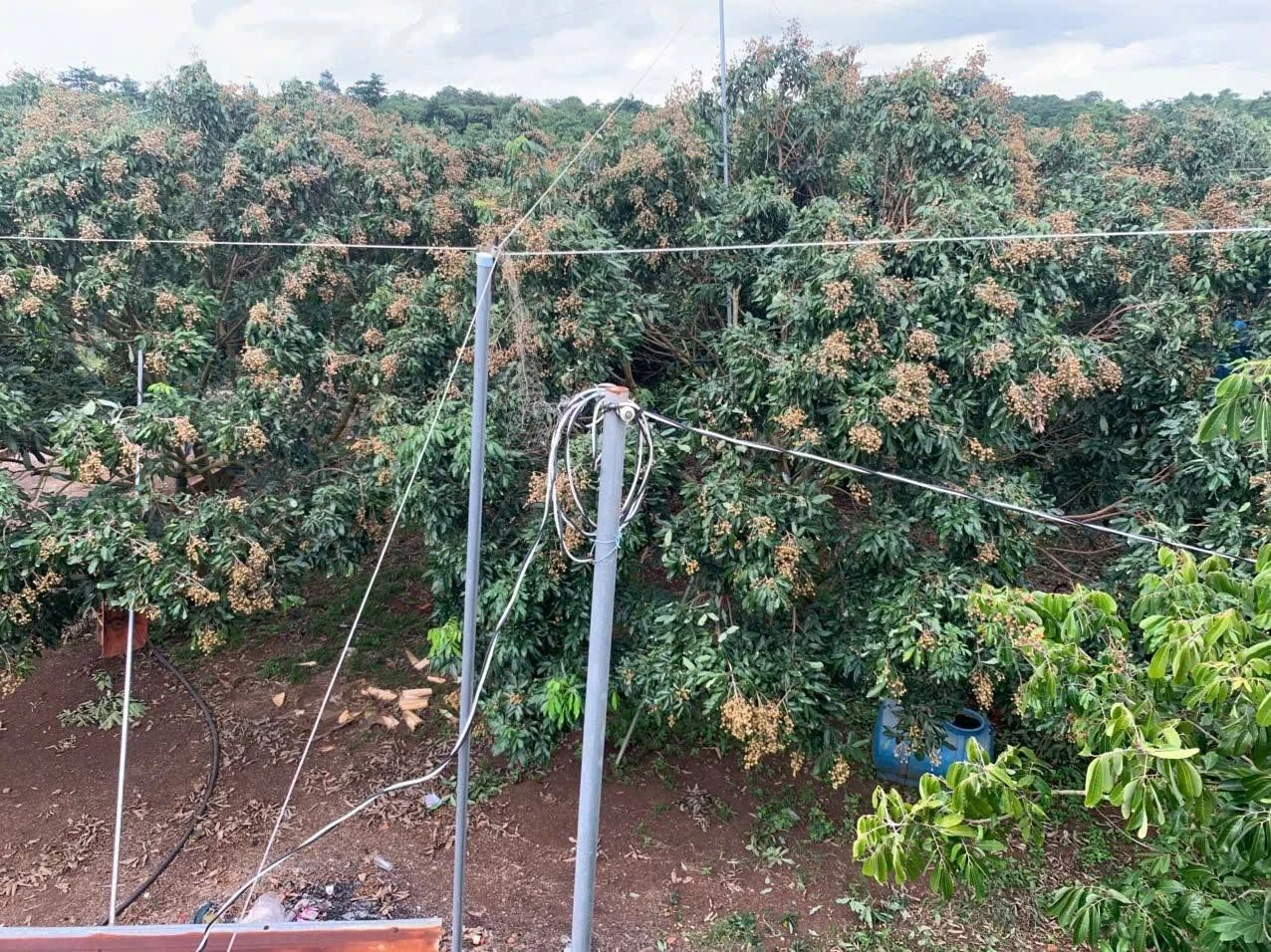 Bán vườn nhãn 4,3 mẫu, 600m2 thổ cư, 3 mặt tiền, giá 25 tỷ tại Cẩm Mỹ, Đồng Nai - Ảnh 1