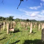 Bán vườn cây ăn trái 6000m2 Hàm Thuận Bắc Bình Thuận 1 tỷ 3 - Ảnh thu nhỏ 4