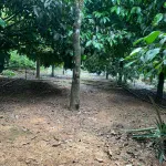 Nhà vườn siêu đẹp, nở hậu, mặt tiền đường Quốc Lộ 20 nối SG - Đà Lạt (Đạ Huoai - Lâm Đồng) - Ảnh thu nhỏ 14